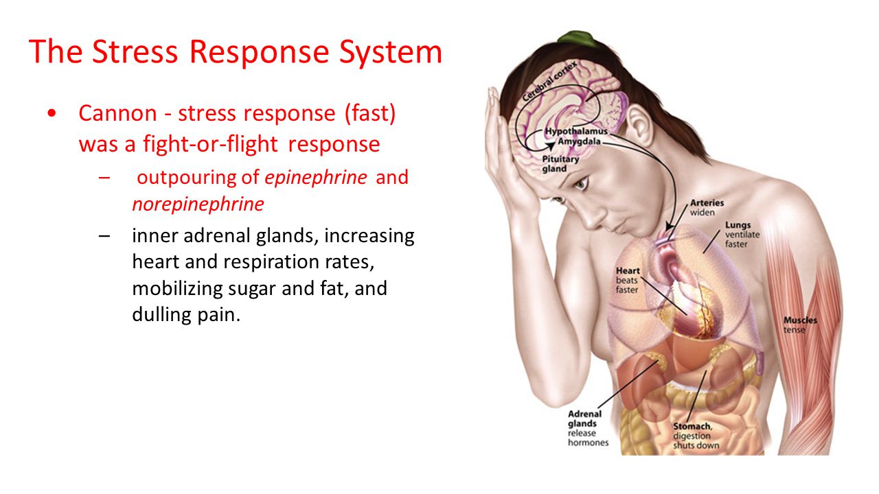 Response system. Brahmi stress response. Кэннон стресс. Transient java. System response.